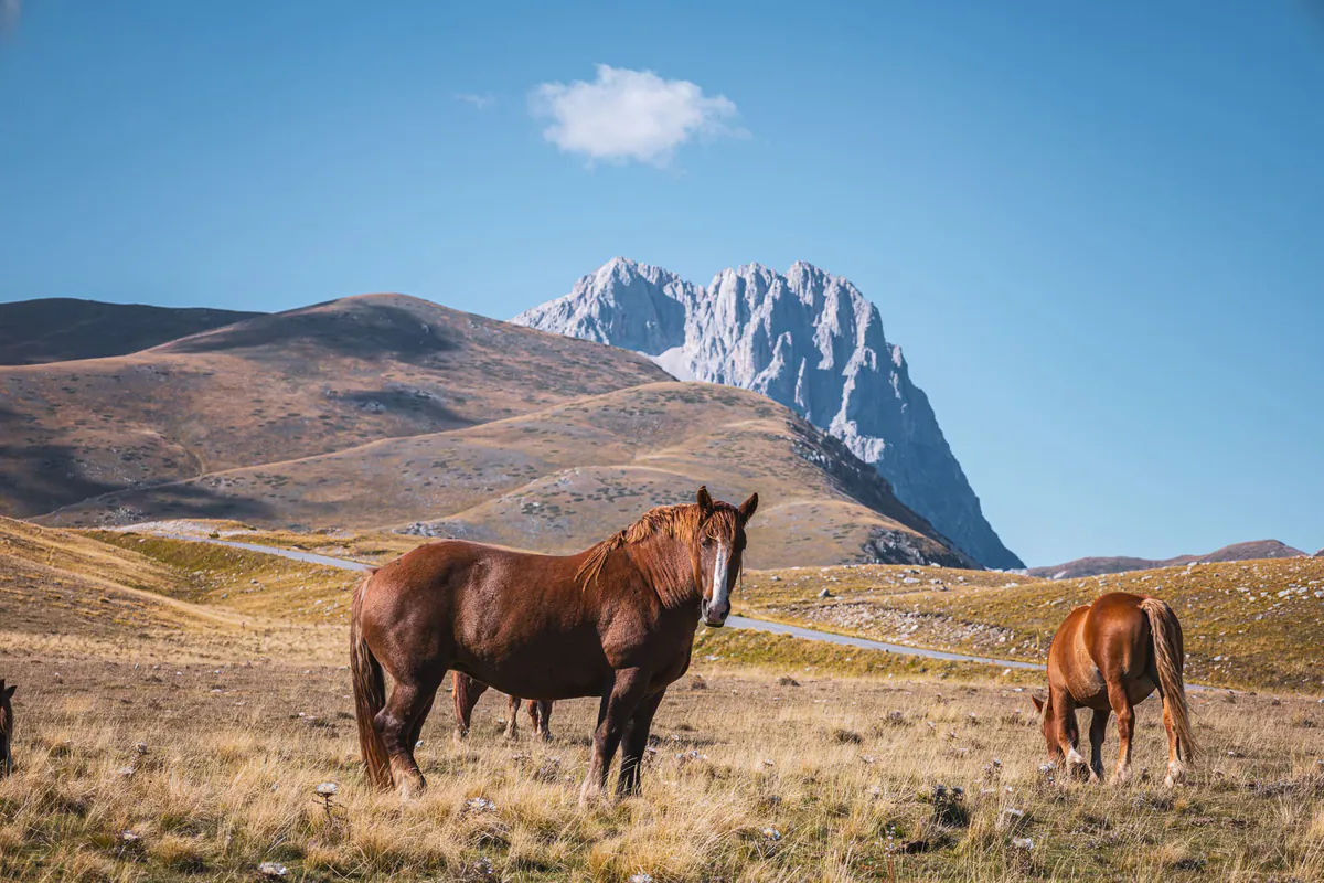 Pferde auf dem Campo Imperatore vor dem Corno Grande