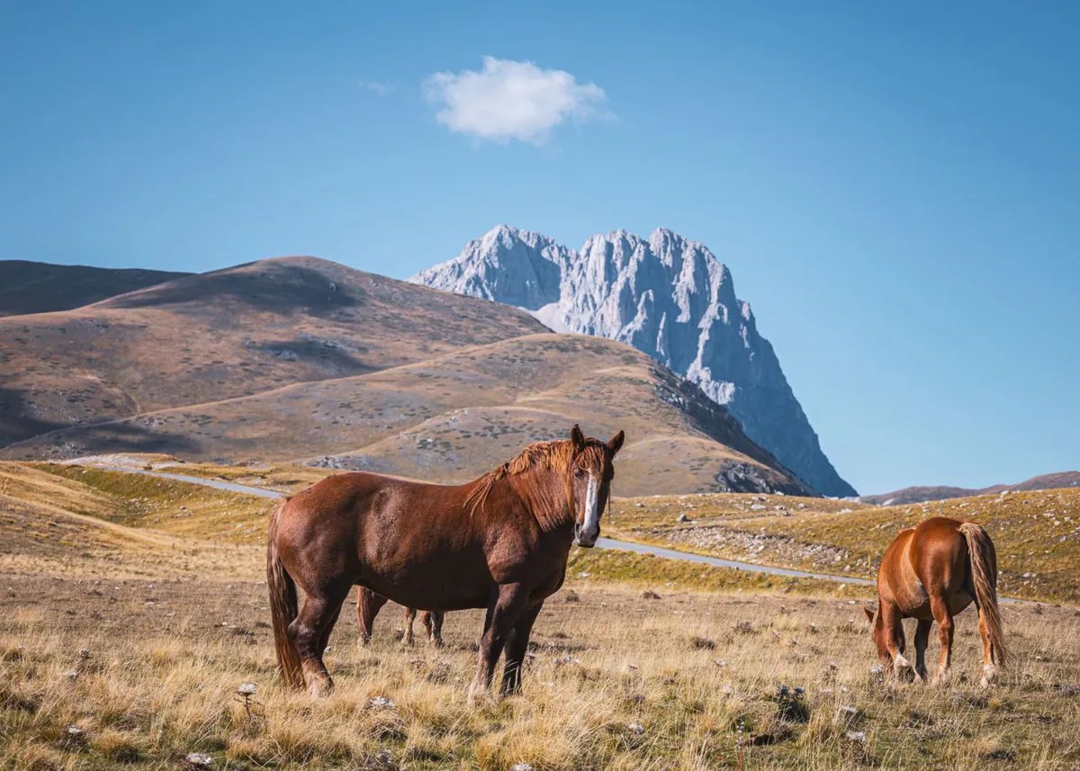 Pferde auf der Hochebene Campo Imperatore vor dem Gran Sasso