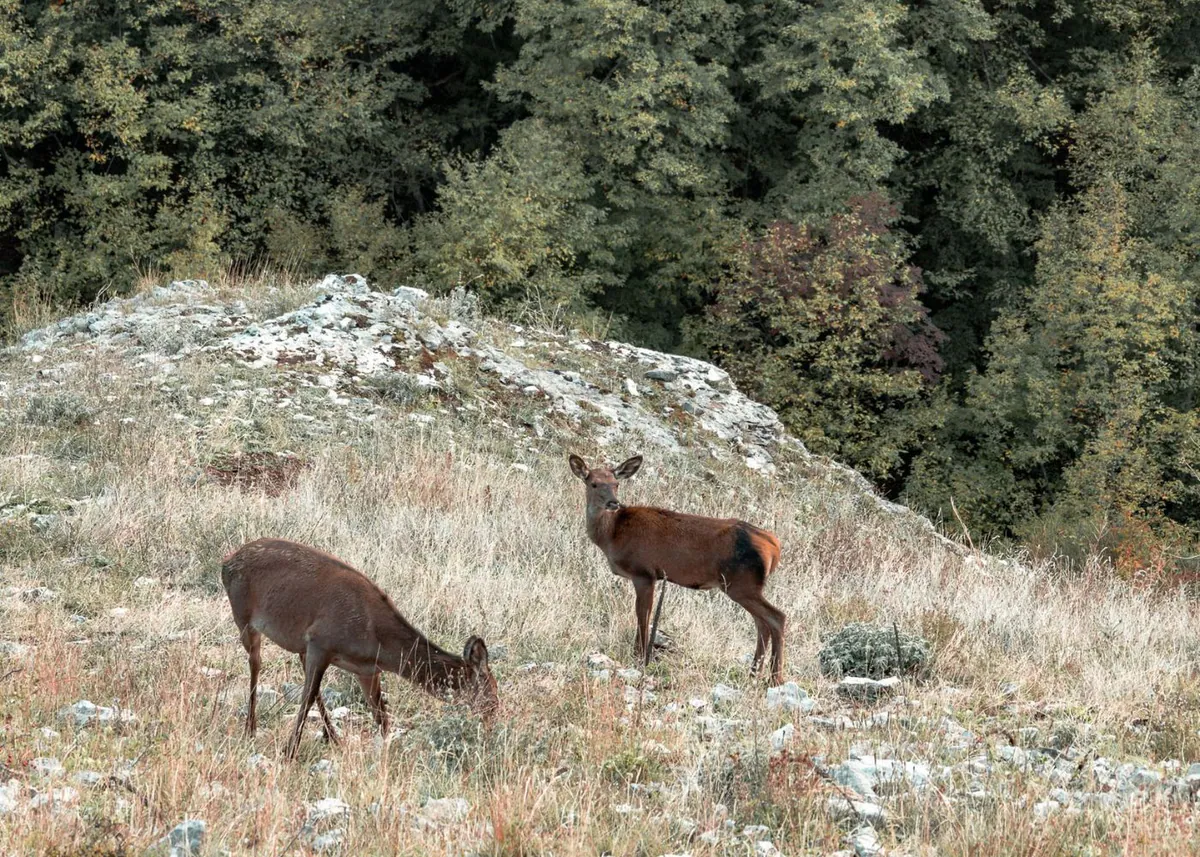 Zwei Rehe auf einer Lichtung im Majella-Nationalpark