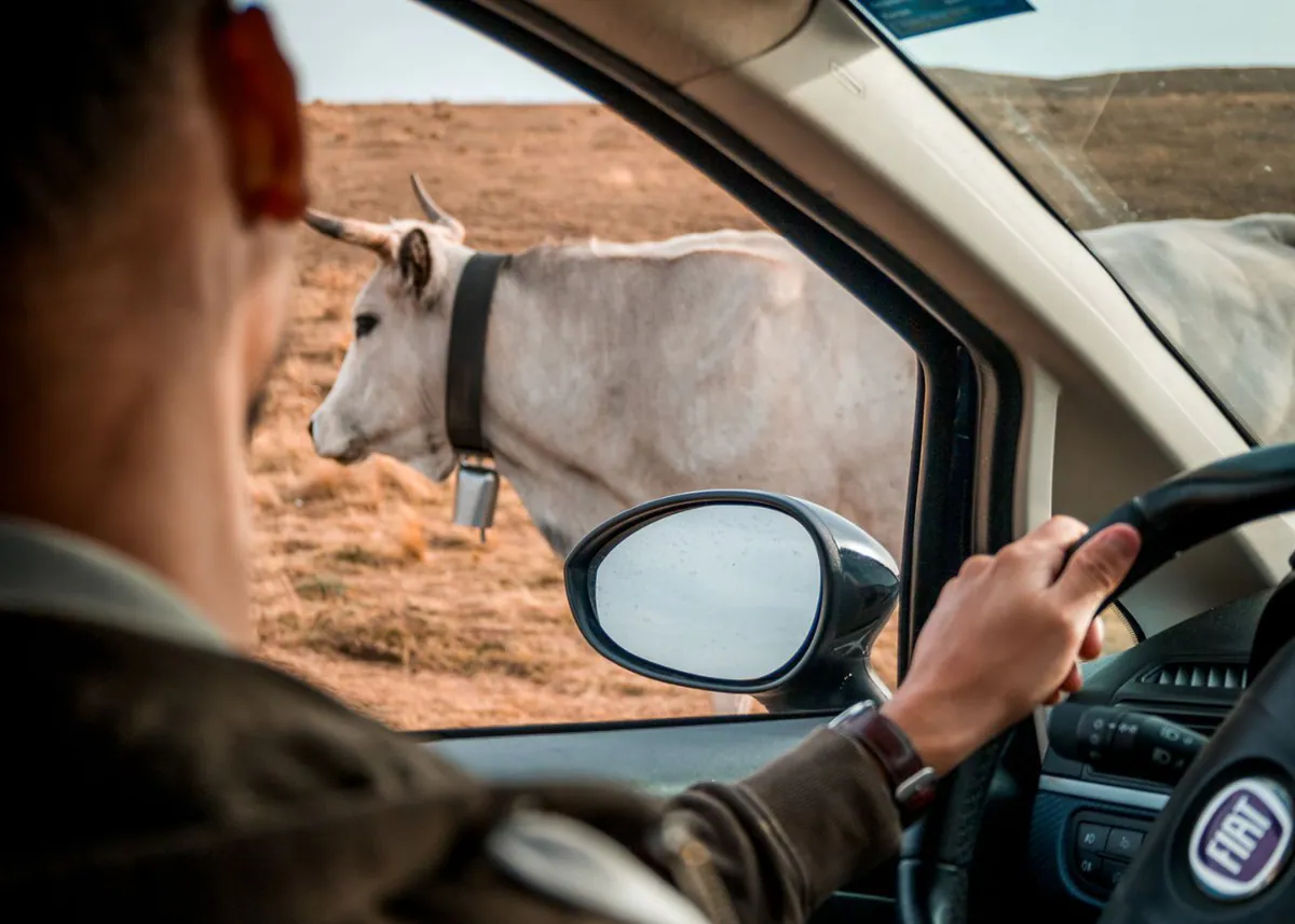 Eine Kuh steht dicht neben dem Auto auf der Hochebene