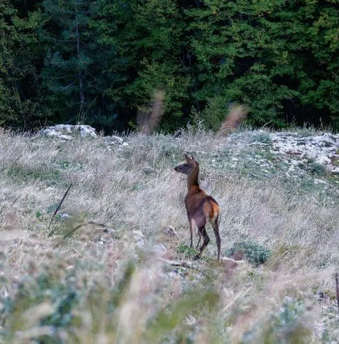 Reh auf einer Bergwiese