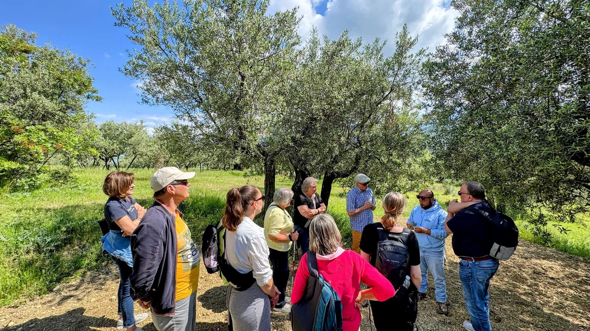 Olivenhain-Tour bei der Pasta-Kochreise mit Cettina Vicenzino